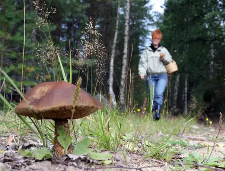 В Экокодексе Петербурга отдельно закрепят защиту краснокнижных грибов : ЗакС.Ру : Статьи