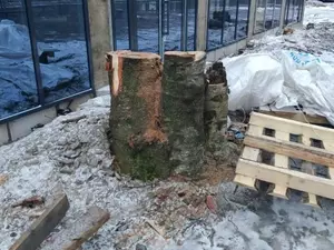 Вырубка деревьев на севере Петербурга привела к уголовному делу