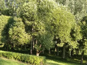 фото ЗакС В МО "Светлановское" прокомментировали падение клена на припаркованные авто фото ЗакС политика В МО "Светлановское" прокомментировали падение клена на припаркованные авто