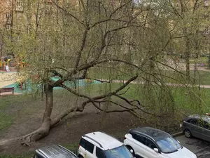 фото ЗакС В Московской заставе местные жители борются за сохранение старого клена фото ЗакС политика В Московской заставе местные жители борются за сохранение старого клена