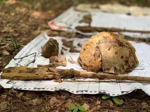 фото ЗакС В Павловском парке обнаружили останки красноармейцев фото ЗакС политика В Павловском парке обнаружили останки красноармейцев