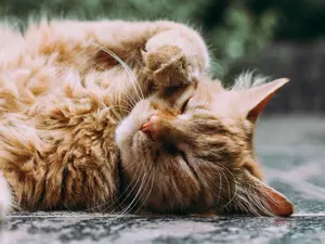 "":        
