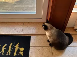 ",  , ":          