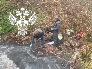 "Зеленые" обратились в профильные ведомства из-за гибели рыбы в Охте