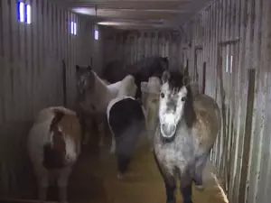 Макаров обратился в МВД и прокуратуру из-за содержания пони в контейнерах