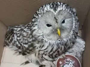 ���������� ��������� ������ ���� � ������ ����������