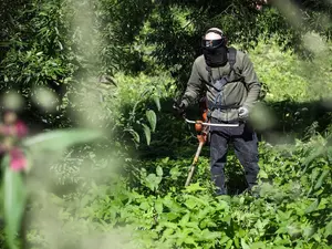 Единая служба по борьбе с борщевиком заработает в Ленобласти