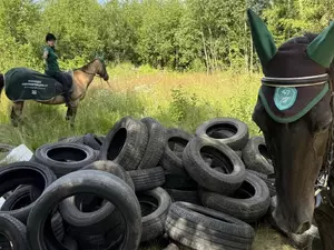 Экомилиция в Ленобласти станет патрулировать леса верхом на лошадях