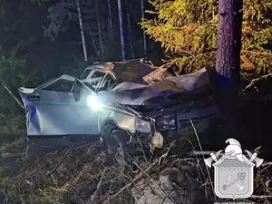 В Приозерском районе Ленобласти произошло ДТП с лосем
