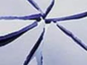 "����������� �������" �������������